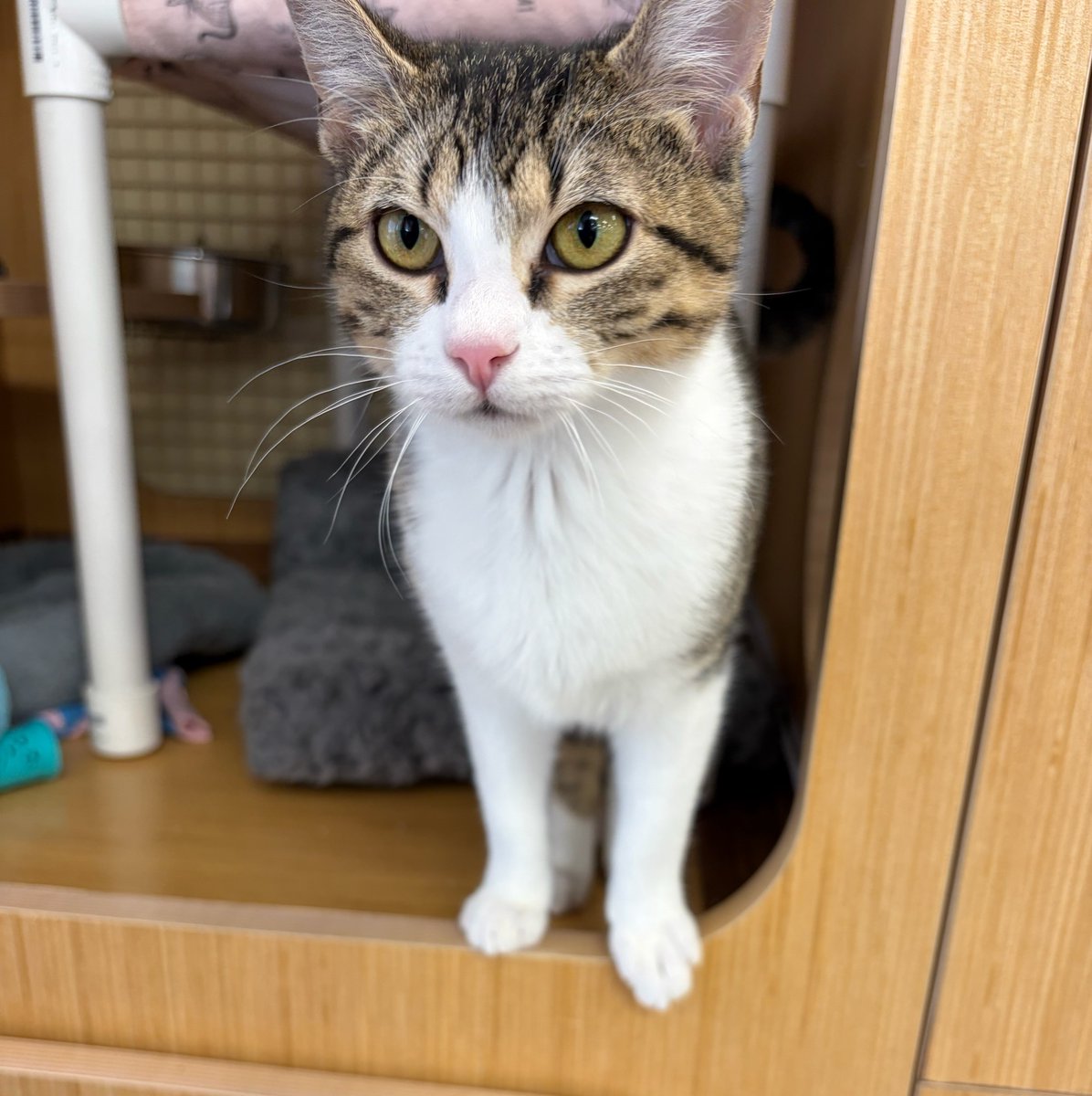 Cat Matchers tweet media