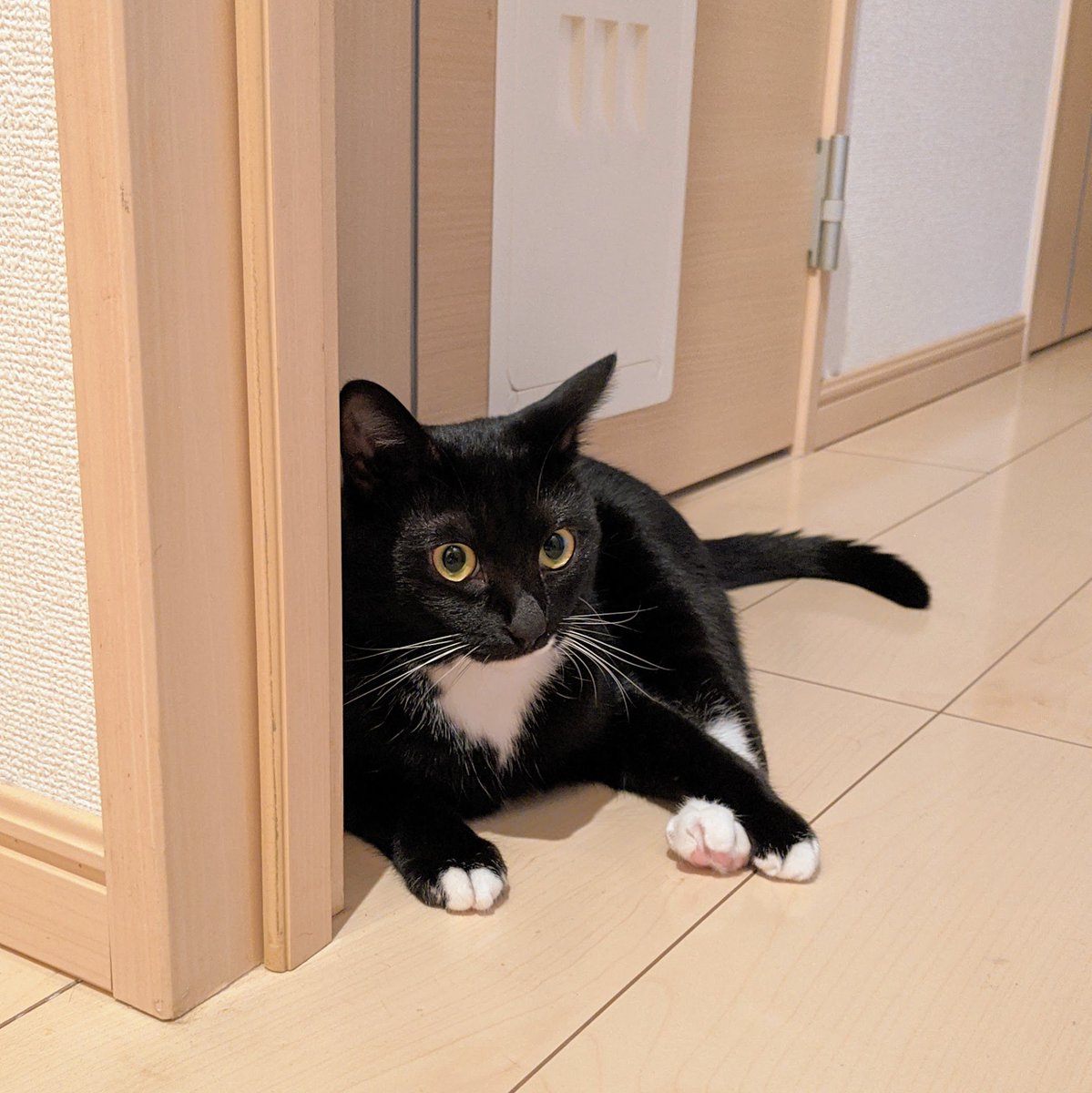 凪 nagi🐈‍⬛ tweet media
