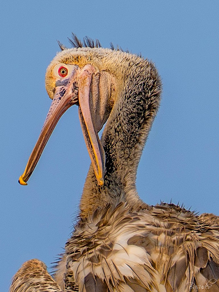 Basudev Chakraborty tweet media