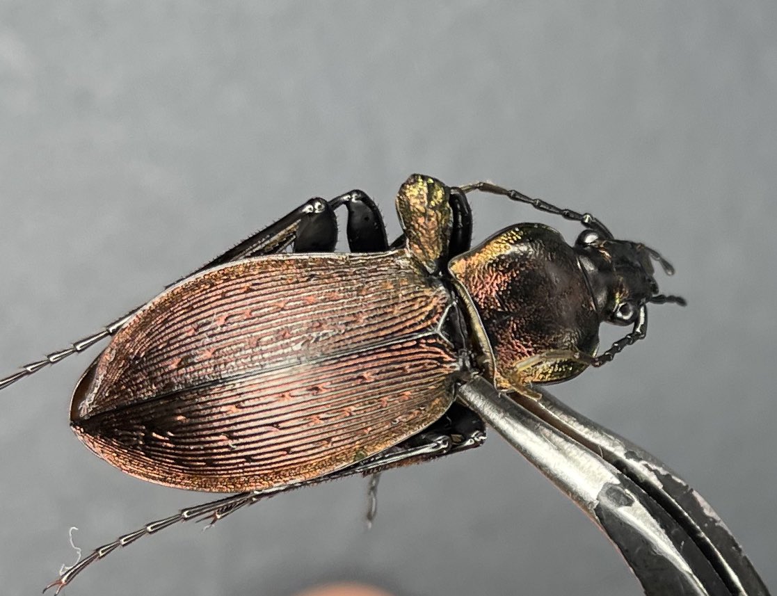 BUGS-DESIGN tweet media