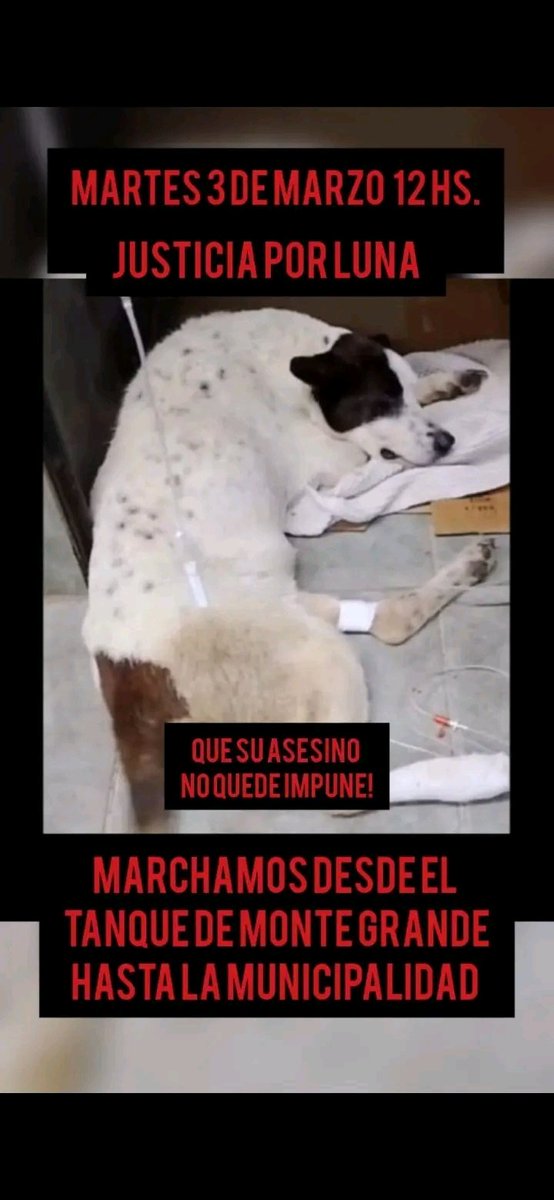 #MonteGrande una camioneta de Espacios verdes del #municipioee, atropelló y abandonó a una perrita, testigos presentaron los videos de algo que pudo evitarse.
 El municipio ante las denuncias internó al animal que falleció ayer 24/2
Vecinos convocan a una marcha el 3/3 a las 12hs