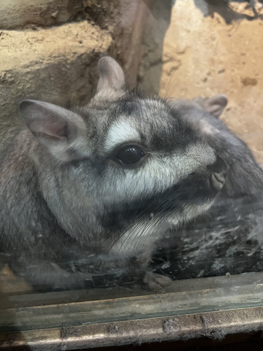 takealien's tweet photo. #ビスカチャ ちゃん☺️
#sczoo https://t.co/gh4RxXVfoG