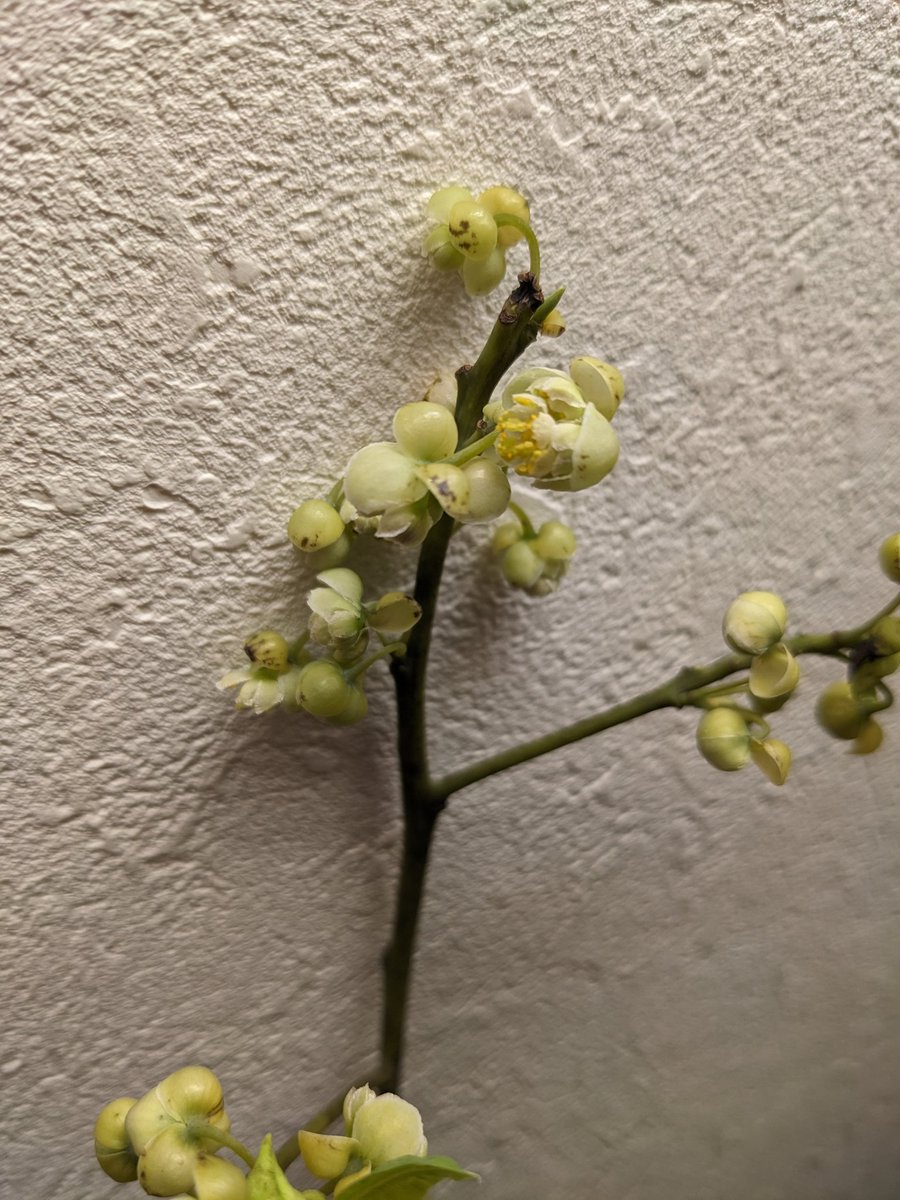 doiakane's tweet photo. 春近し🌸
7日にいただいたお花がまだ元気で、ここのお花屋さんがどこなのか知りたい、笑 https://t.co/jffHkzsKt8