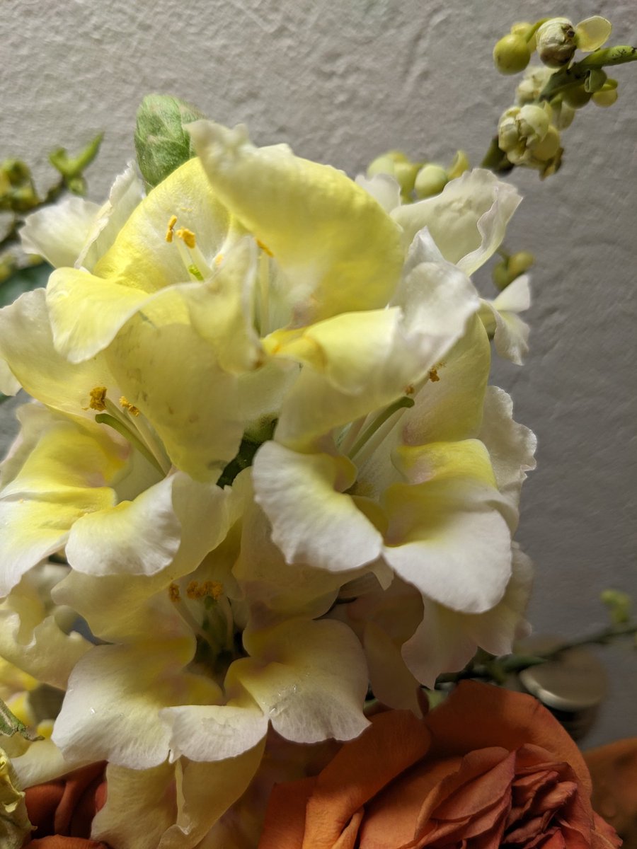 doiakane's tweet photo. 春近し🌸
7日にいただいたお花がまだ元気で、ここのお花屋さんがどこなのか知りたい、笑 https://t.co/jffHkzsKt8