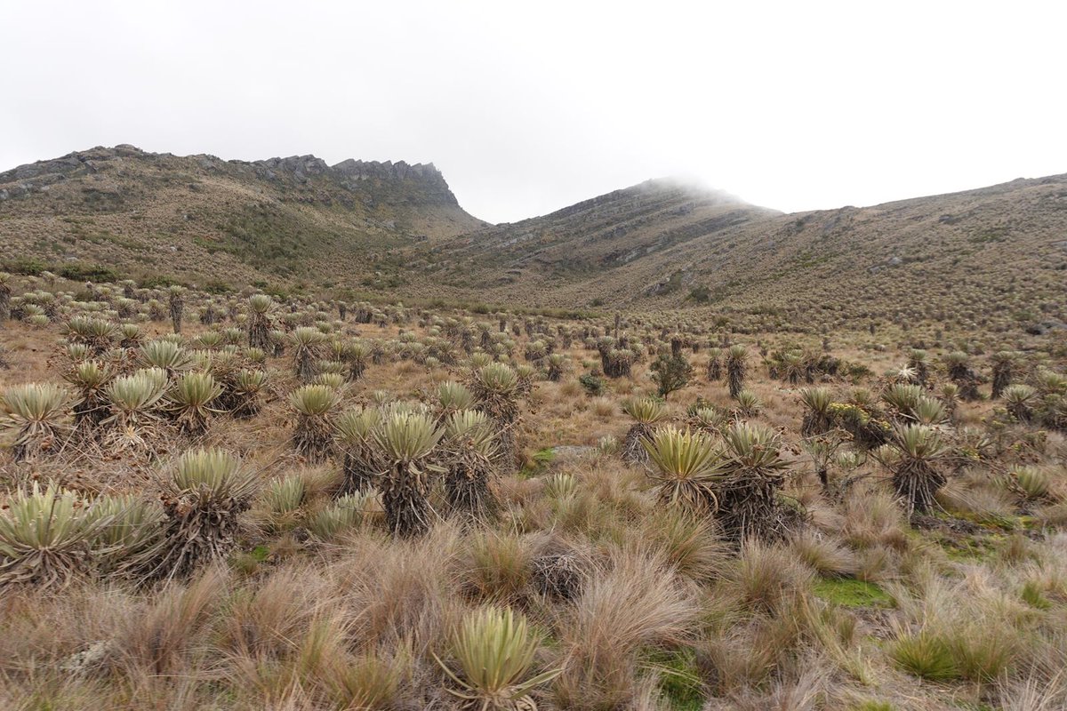 Asoc.Diplomática y Consular de Colombia tweet media
