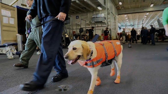 Captain Sage reporting for duty as the USS Ford steams across the Mediterranean

while headlines talk toilets &amp; threats, she's out here:

-boosting morale
-giving everyone a tail wag
-reminding us we're in this together

we are all safer with Sage.

(how cute are the crocs)