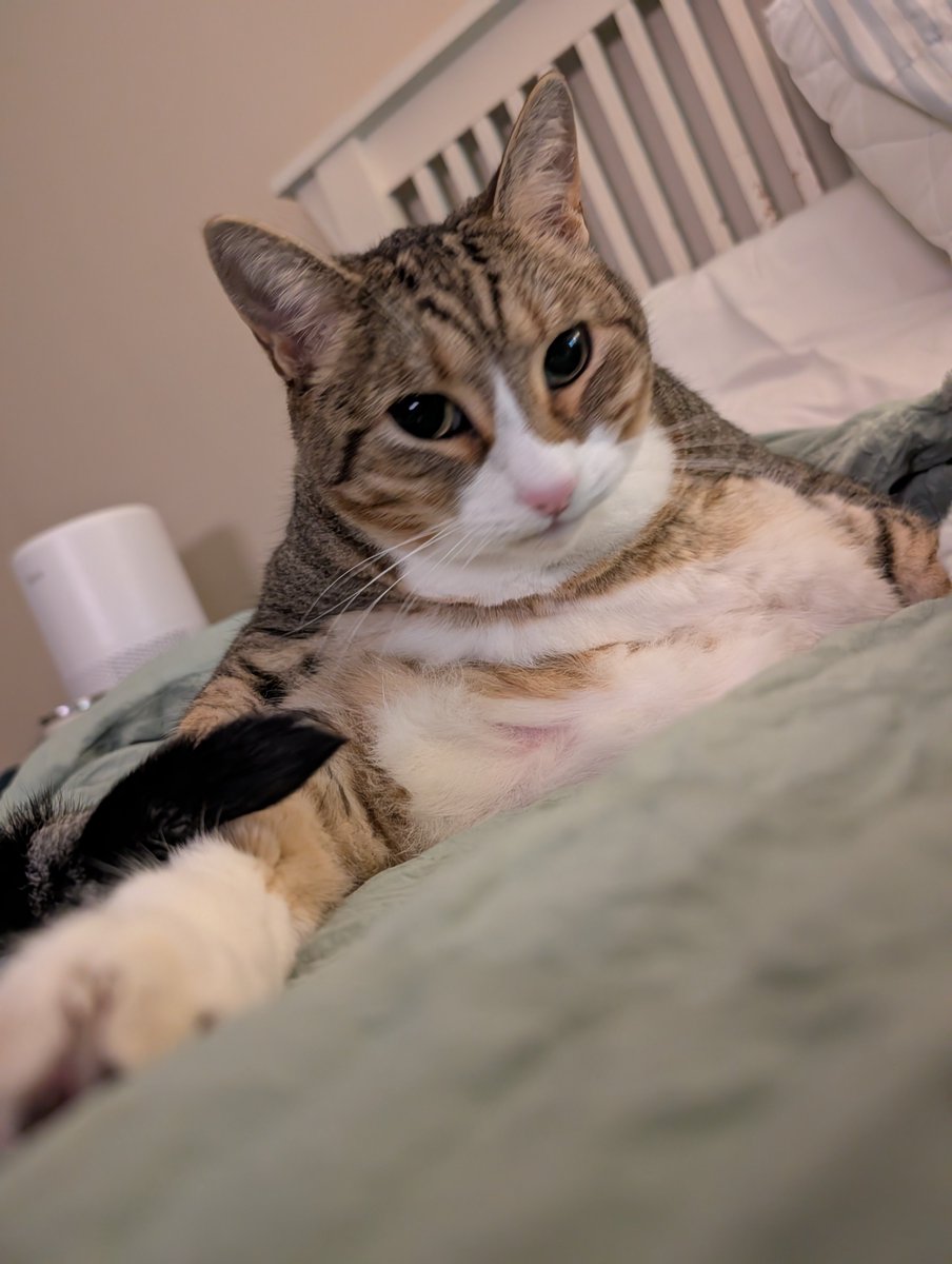 the derp chronicles tweet media