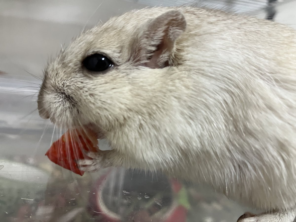 ジャービル飼ってる人、情緒が安定していて優しい人が多い。
ということはジャービルを飼うことで、情緒は安定し、心因性の肩凝り、頭痛が消え、リウマチは完治し、肌荒れはなくなり、髪の水分量は増え、体年齢は10歳若返り、血行促進、滋養強壮、まだガンには効かないがそのうち効くと言われている。