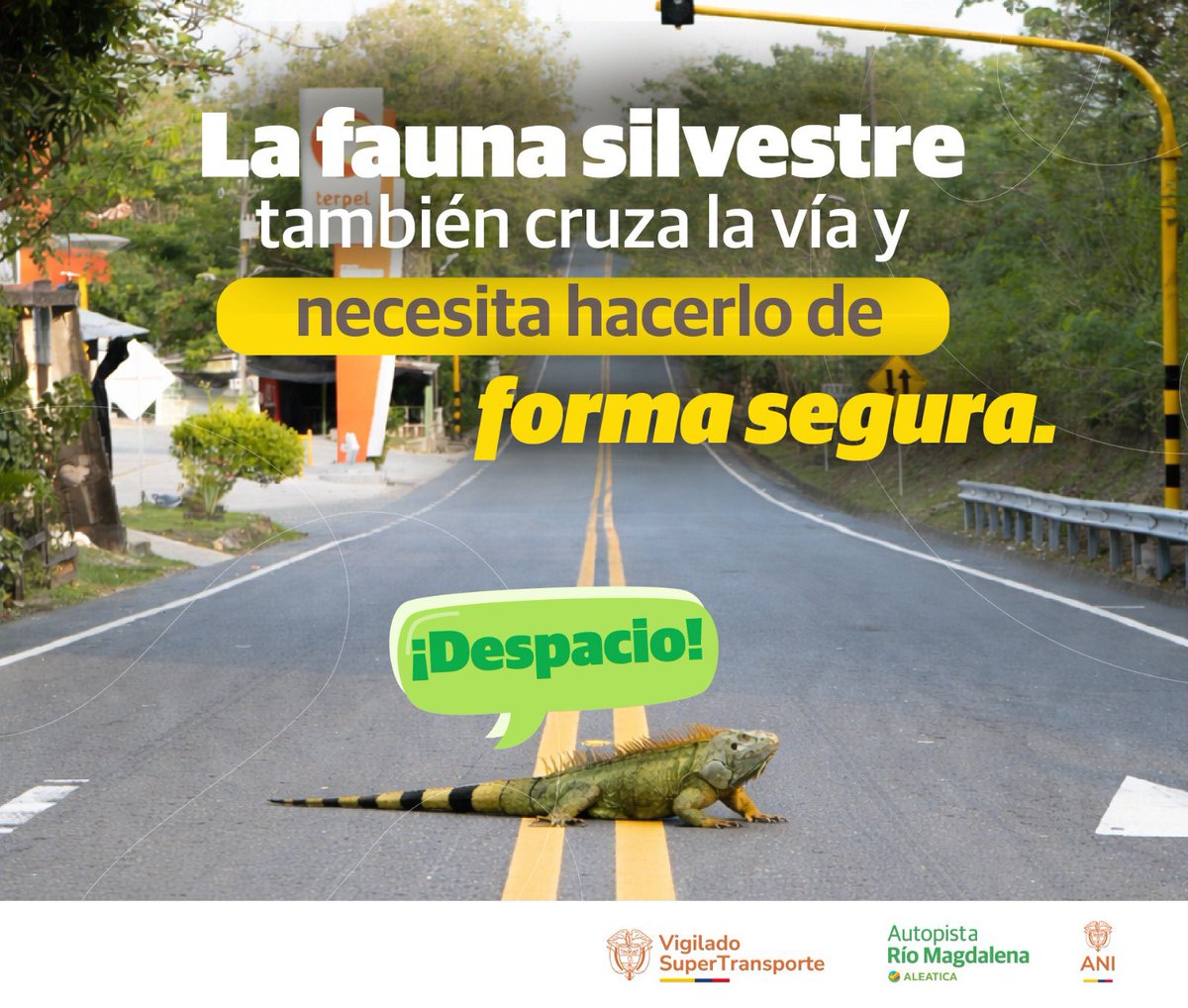 La vía también es hogar de muchas especies. 🐾
Reducir la velocidad ayuda a proteger la vida silvestre del territorio.

#FaunaSilvestre #PasosDeFauna #ARM 🌿