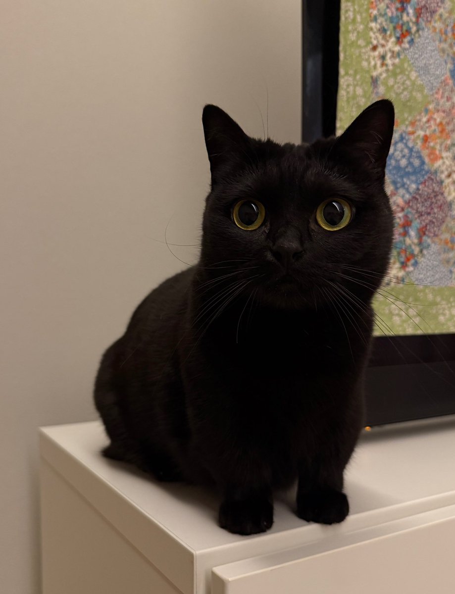 かわいい黒猫ハーブ🌿 (@herb_the_cat) / Posts / X