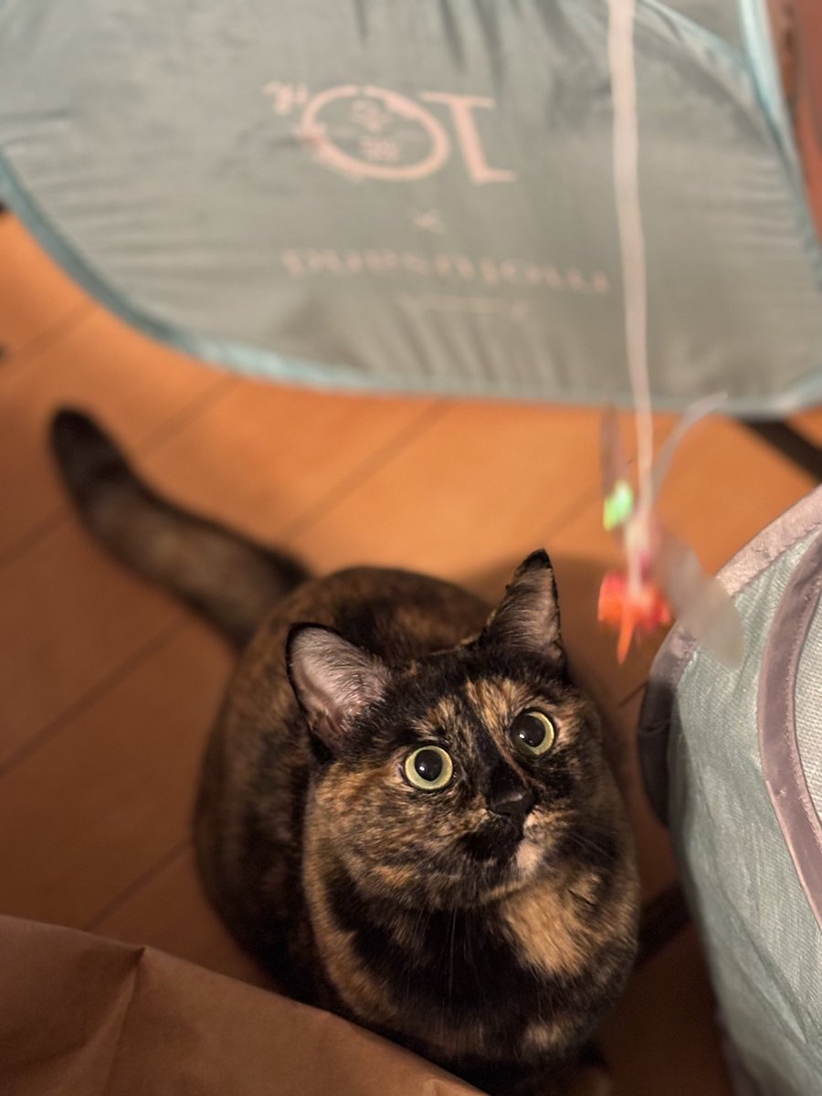 猫好きさんと繋がりたい #猫のいる暮らし #サビ猫 #サビ猫はいいぞ