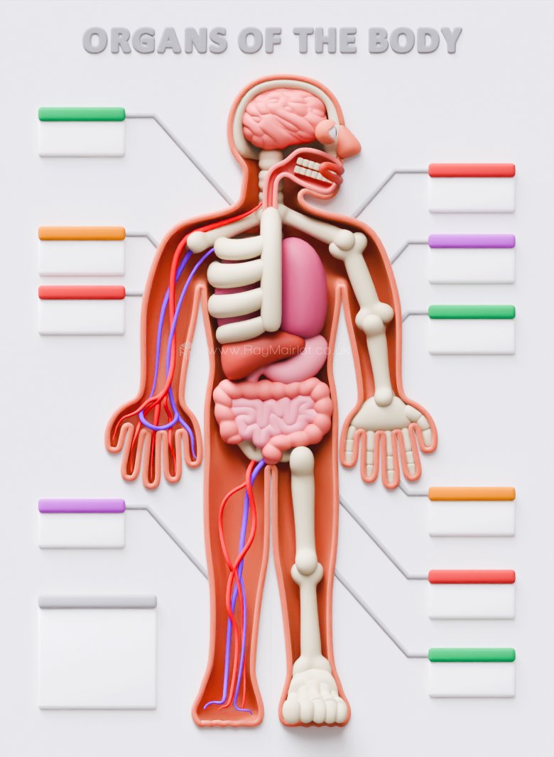 RayMairlot's tweet image. A 'cute' anatomy poster.

#b3d #Blender3D #Cycles