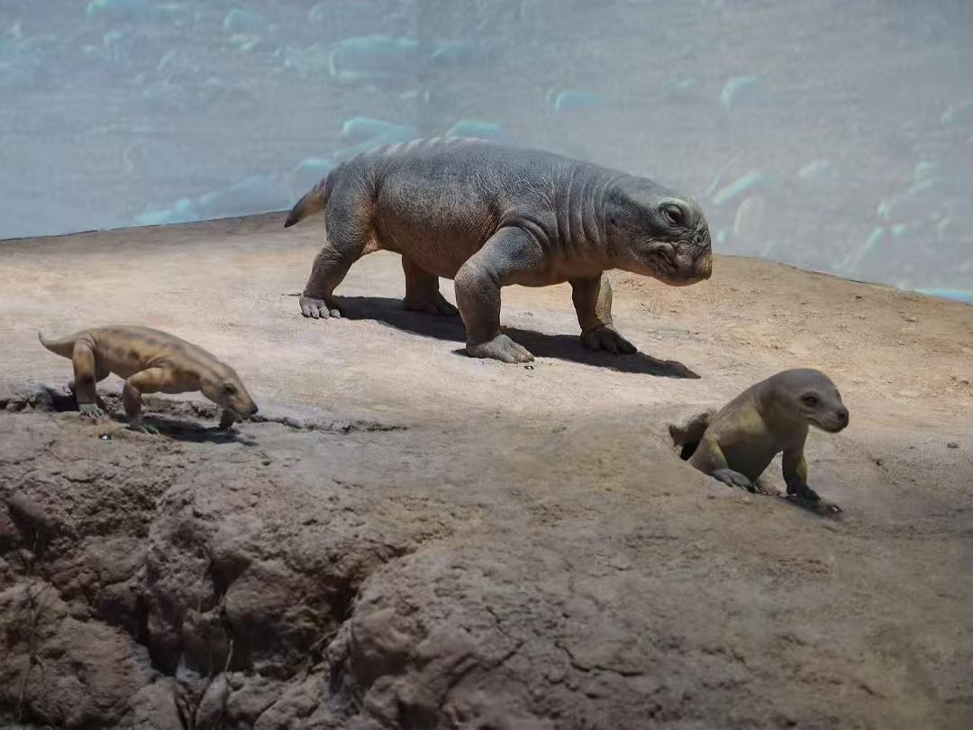 ren_wenyu's tweet photo. I am honored that some of the paleontological models I helped create will be exhibited at the Abu Dhabi’s Natural History Museum. These include: Nothosaurus, Moschorhinus kitchingi, Thrinaxodon Liorhinus, Galesaurus, and Kitchingorum. https://t.co/Z0RAgrwGpY