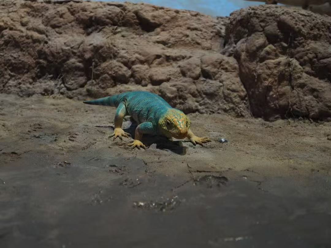 ren_wenyu's tweet photo. I am honored that some of the paleontological models I helped create will be exhibited at the Abu Dhabi’s Natural History Museum. These include: Nothosaurus, Moschorhinus kitchingi, Thrinaxodon Liorhinus, Galesaurus, and Kitchingorum. https://t.co/Z0RAgrwGpY