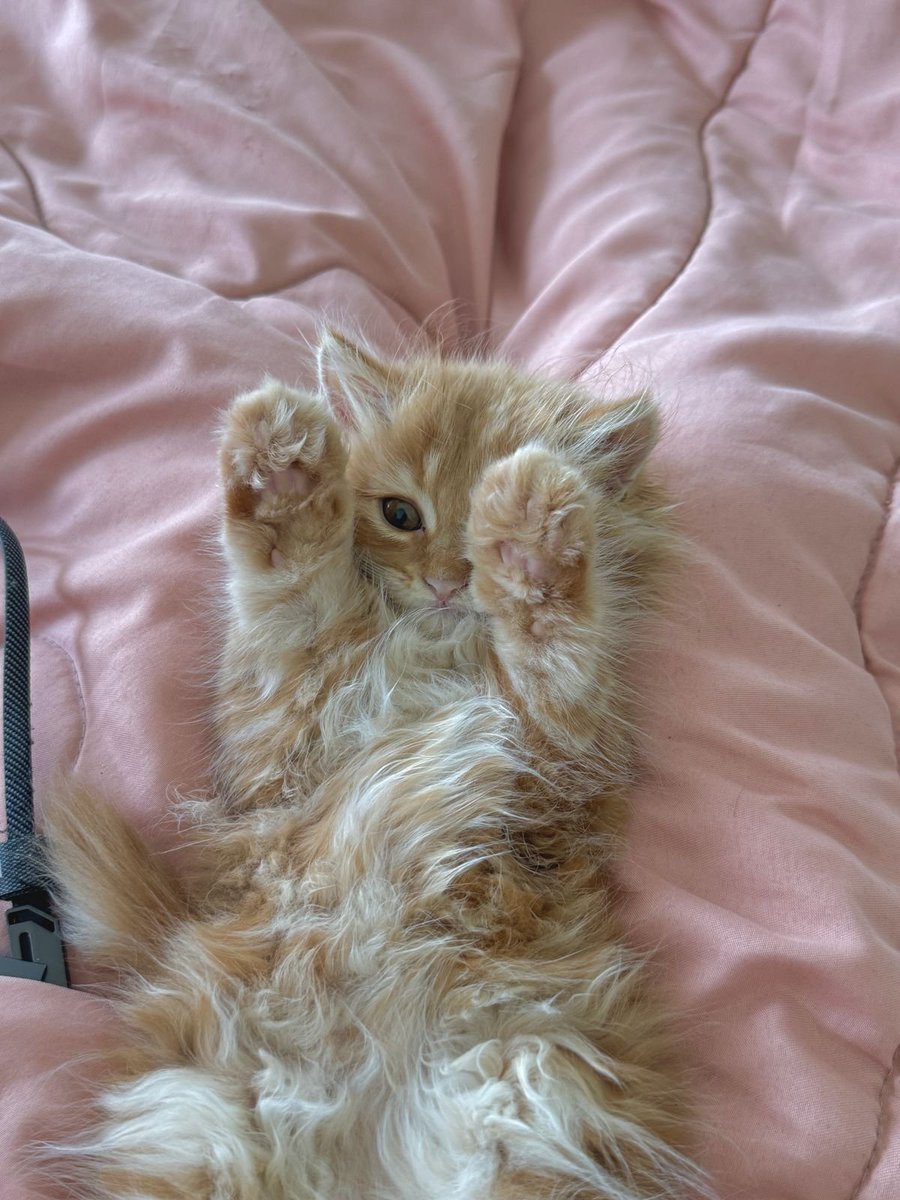 Olivia ၄၃ tweet media