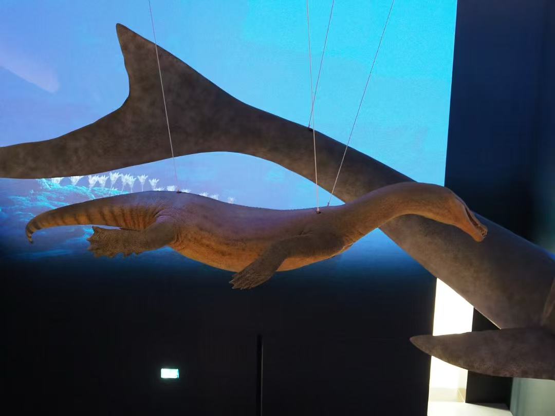 ren_wenyu's tweet photo. I am honored that some of the paleontological models I helped create will be exhibited at the Abu Dhabi’s Natural History Museum. These include: Nothosaurus, Moschorhinus kitchingi, Thrinaxodon Liorhinus, Galesaurus, and Kitchingorum. https://t.co/Z0RAgrwGpY
