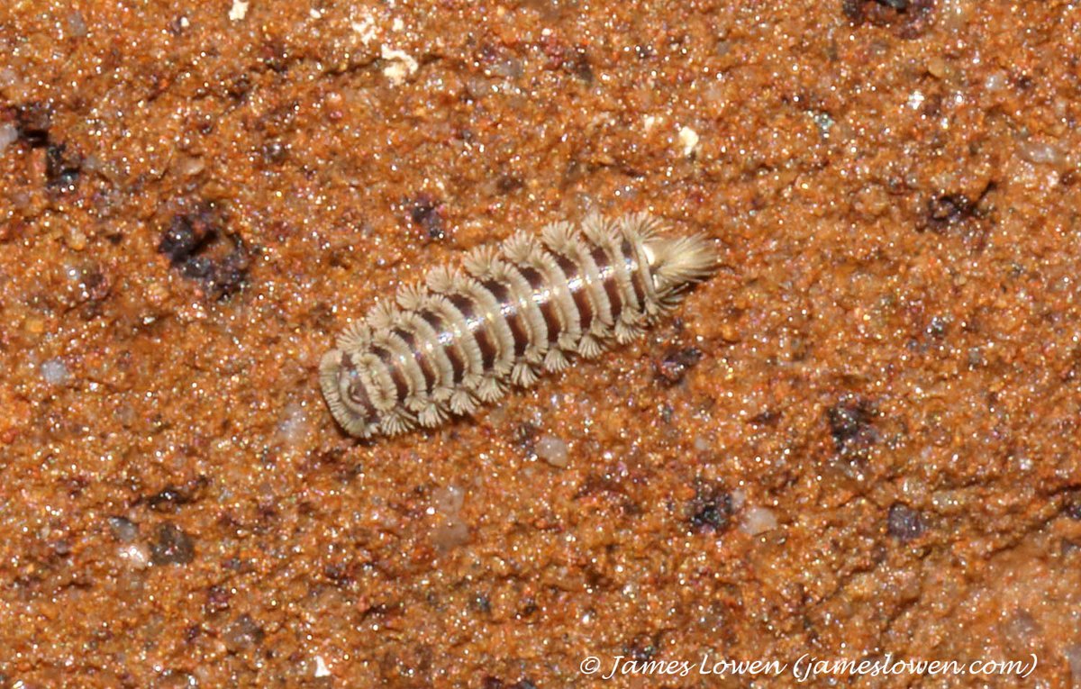 James Lowen tweet media