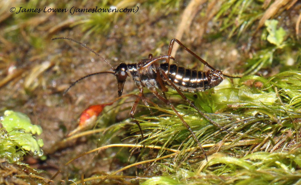 James Lowen tweet media