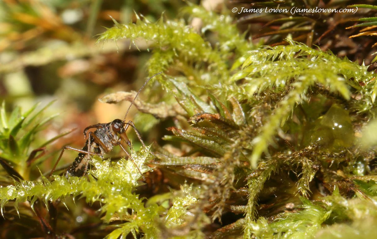 James Lowen tweet media