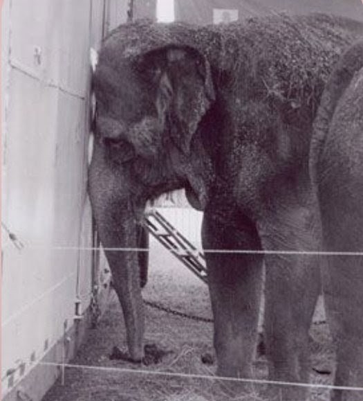 janischshane's tweet photo. Poor soul, this is what captivity can do to elephants well documented 🐘but recovery is attainable with space and with special care that a sanctuary can provide.
We must help elephants in captivity and circuses.
#freelucy @MarkJCarney #Lucy suffers from captivity help #Lucy 🙏 https://t.co/mUJwByZpAB