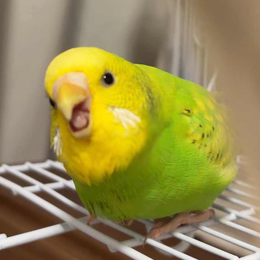 はげまして成宮 tweet media