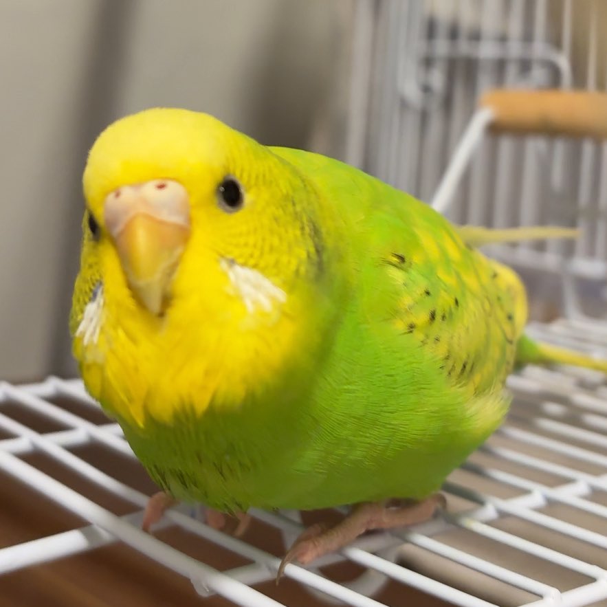 はげまして成宮 tweet media