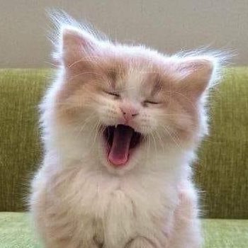 ร้องเมี๊ยว