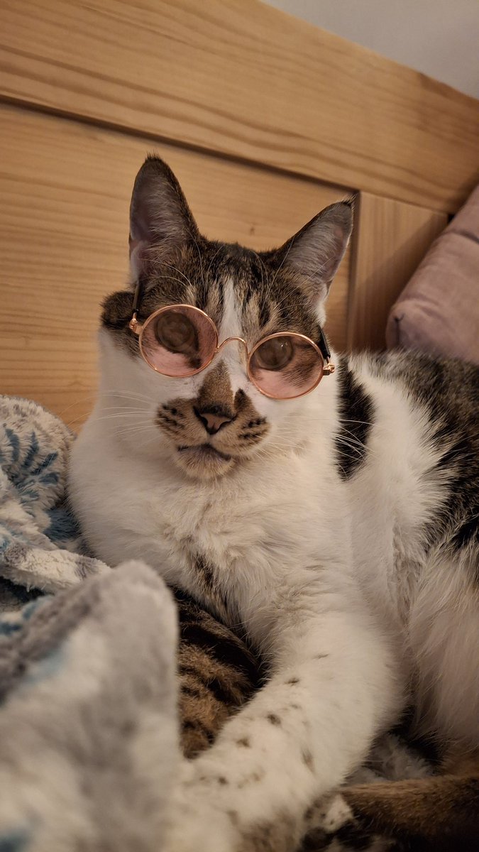 cherrypeach0318's tweet photo. 패션 고냥이 아니고
개화기 냥이😎 https://t.co/cTy0bBA33d