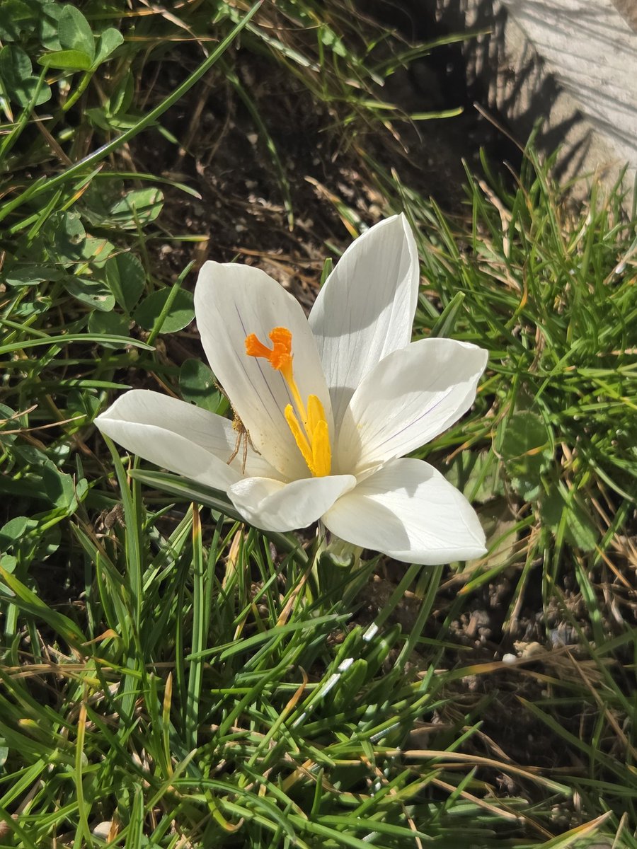 satetyi's tweet photo. Following the garden photos train of yesterday: a new member joined the clan today https://t.co/j5NJhY18F5