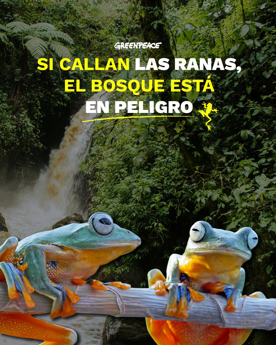 Greenpeace Colombia tweet media