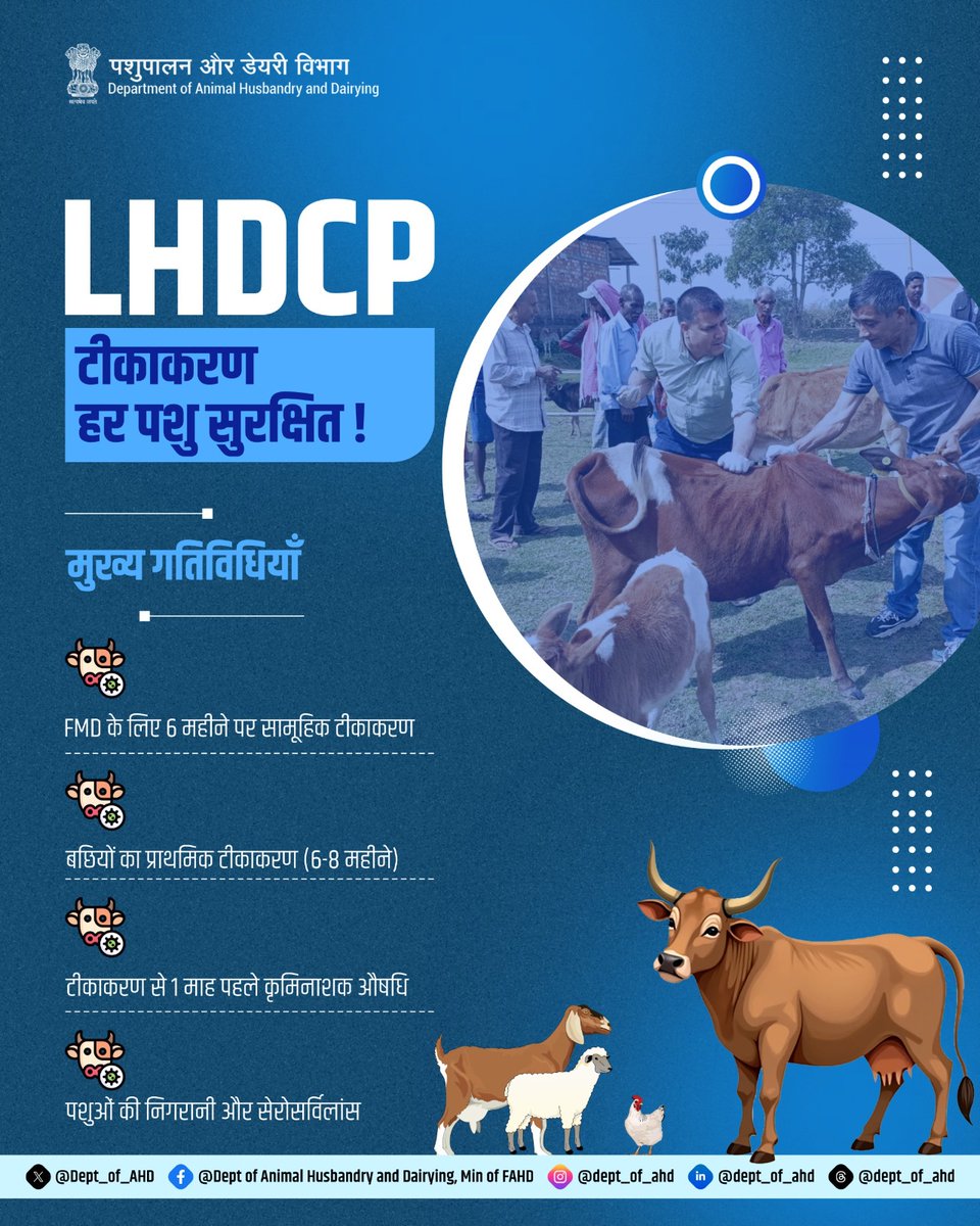 Dept_of_AHD's tweet image. LHDCP के तहत खुरपका-मुंहपका (FMD) रोग के नियंत्रण एवं रोकथाम के लिए पशुओं का टीकाकरण किया जाता है, ताकि रोग प्रसार को कम किया जा सके और पशुधन स्वास्थ्य को सुदृढ़ बनाया जा सके।

#FMDControl #VaccinationProgram #HealthyAnimals #DiseasePrevention #LivestockManagement #AnimalHealth