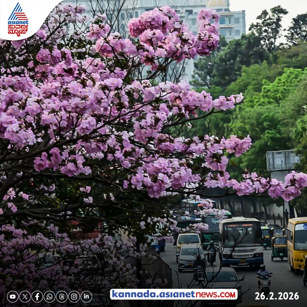 AsianetNewsSN's tweet image. ಉದ್ಯಾನನಗರಿ ಬೆಂಗಳೂರು ಈಗ ಫುಲ್ ಕಲರ್‌ಫುಲ್, ಪಿಂಕ್, ರೆಡ್, ಯಲ್ಲೋ ಹೂವಿನ ಮಕರಂದ

#bengaluru #cherryblossoms #colourful #nature #trees #city #kannadanews #asianetsuvarnanews