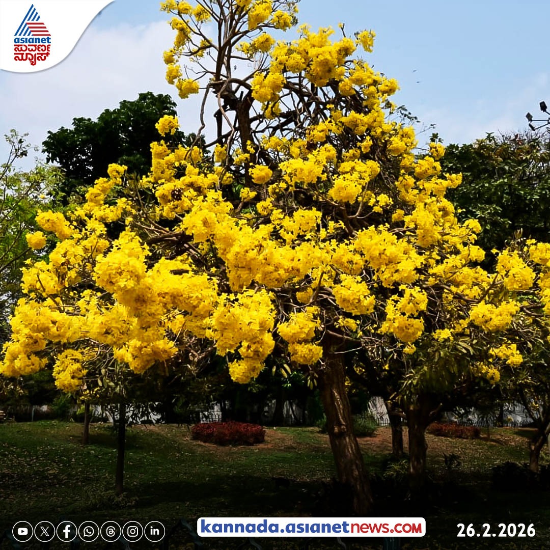 AsianetNewsSN's tweet image. ಉದ್ಯಾನನಗರಿ ಬೆಂಗಳೂರು ಈಗ ಫುಲ್ ಕಲರ್‌ಫುಲ್, ಪಿಂಕ್, ರೆಡ್, ಯಲ್ಲೋ ಹೂವಿನ ಮಕರಂದ

#bengaluru #cherryblossoms #colourful #nature #trees #city #kannadanews #asianetsuvarnanews