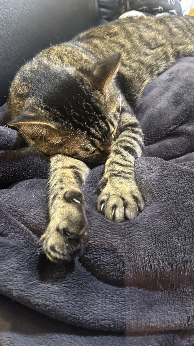 miki_shacho's tweet photo. 我が家の猫2匹です

癒しの時間🥰 https://t.co/guMSgY9iPC