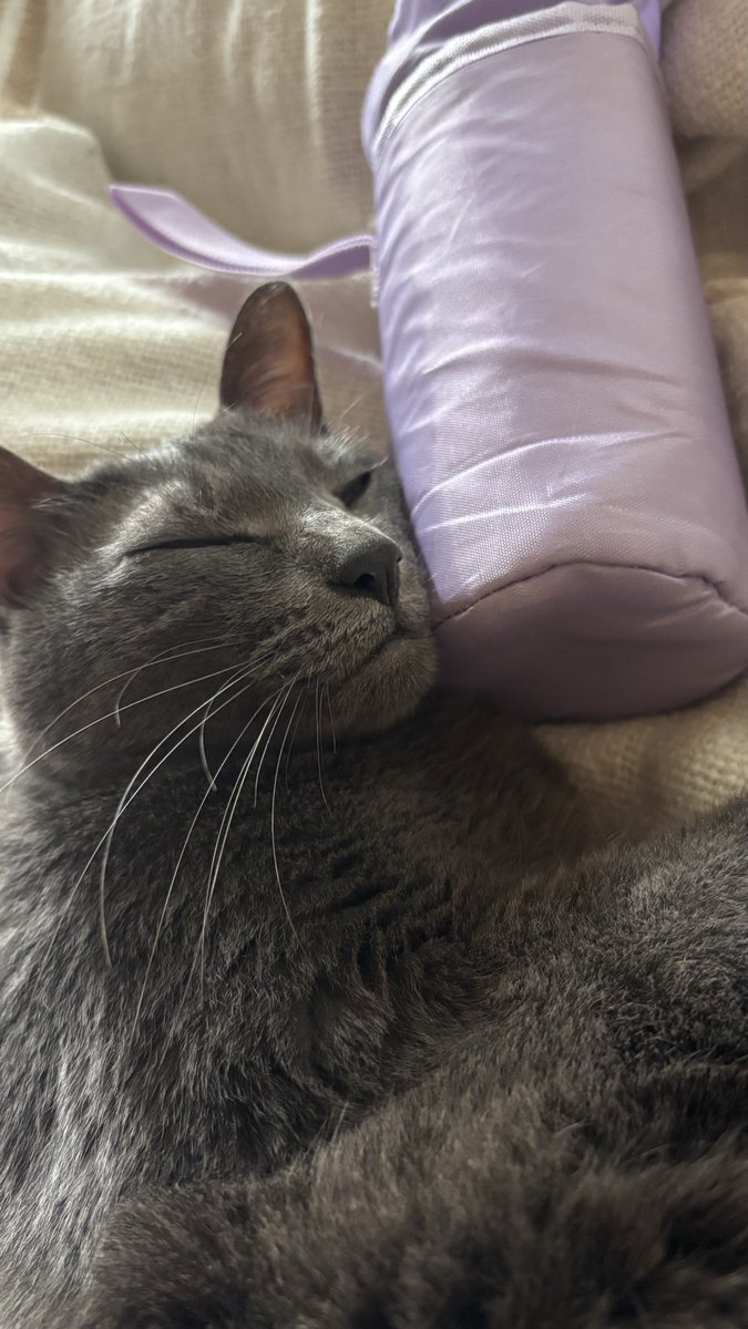 miki_shacho's tweet photo. 我が家の猫2匹です

癒しの時間🥰 https://t.co/guMSgY9iPC