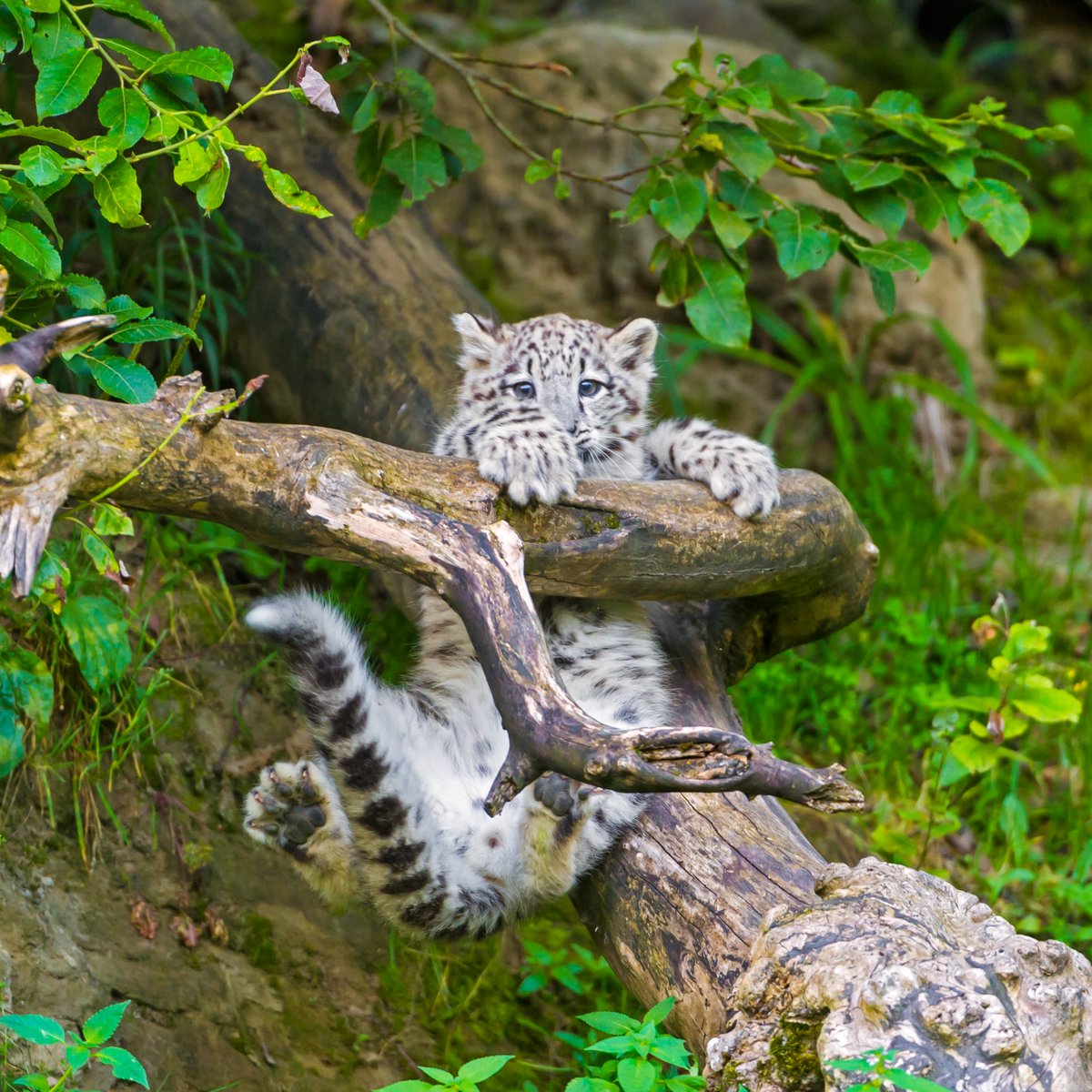 AnimalPlanet's tweet image. Didn't really think through the whole 'getting down' part 

📸: Tambako the Jaguar

#snowleopard #tree #wildlife