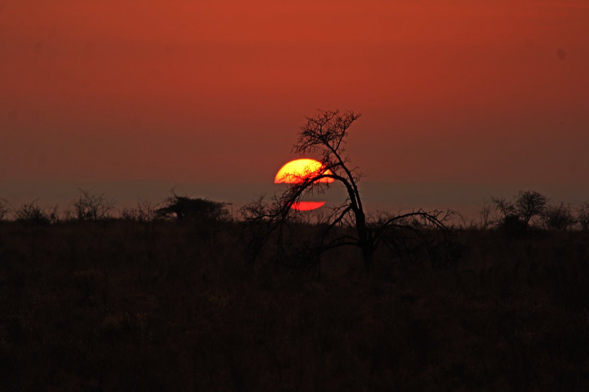 Kenya Wildlife Service tweet media