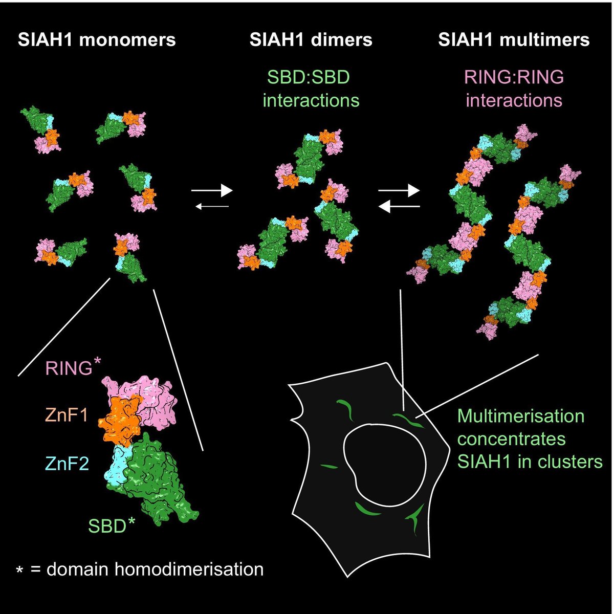 The FEBS Journal tweet media