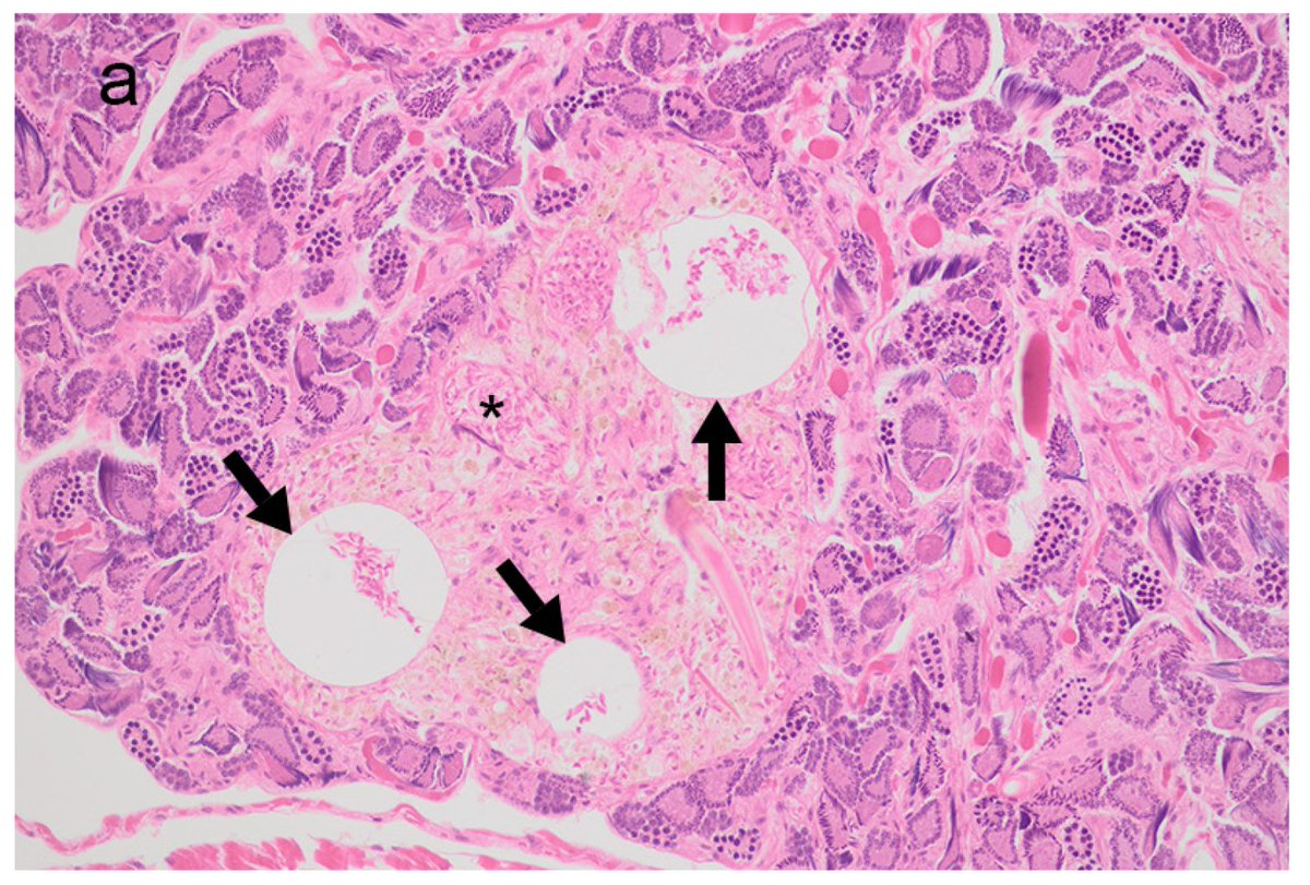 Animals_MDPI's tweet photo. First paper published in the Special Issue Emerging Models in Veterinary and Comparative Pathology.
π’ Submit your research:
https://t.co/JPPaiKfdQM
π Read the paper:
https://t.co/s2BseeK2CN
#VeterinaryPathology #ComparativePathology https://t.co/wjPg4gvE7z