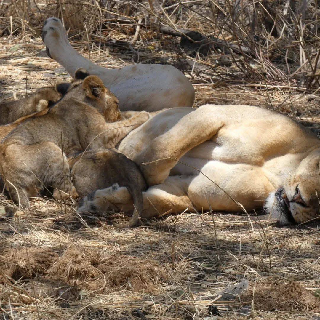 Kenya Wildlife Service tweet media