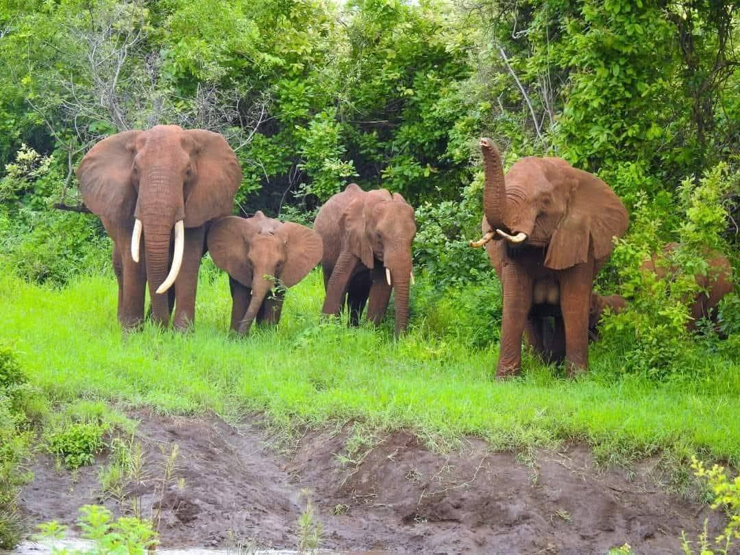 Kenya Wildlife Service tweet media