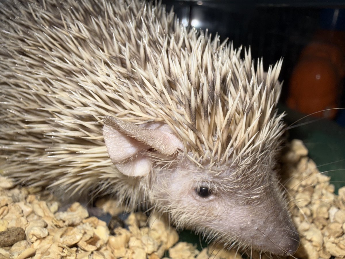 エキゾチックアニマル