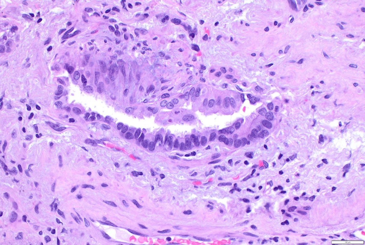 Humberto Trejo Bittar, MD, FCAP tweet media