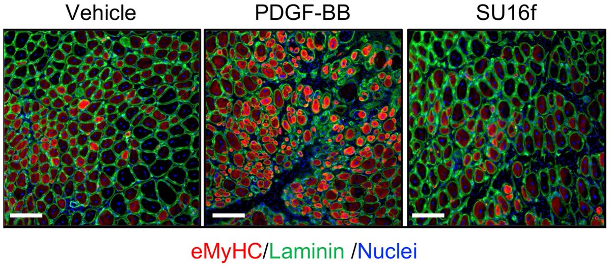 Journal of Clinical Investigation tweet media