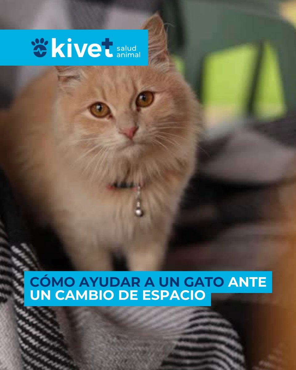 Kivet_'s tweet photo. 🐾 Para facilitar la adaptación:
- Mantén sus rutinas de comida y juego
- Conserva objetos con su olor
- Introduce cambios de forma gradual
- Refuerza las interacciones positivas https://t.co/wtPDTPEGP4