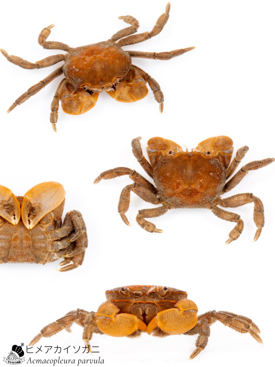 でんか@『海のあかちゃん』『ヤドカリ探索図鑑』 tweet media