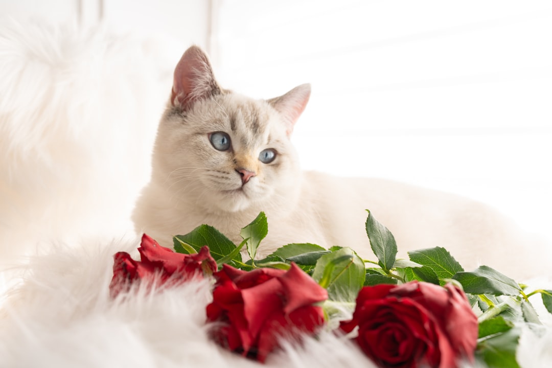 CatDailyZodiac's tweet image. February 26 🧵  Is your Libra cat ruling the house like a furry king? 👑 Here's their cosmic vibe today, Feb 26! Get ready for purr-dictions and paw-sitive vibes! #CatHoroscope #LibraVibes 🐾 What's first?👇