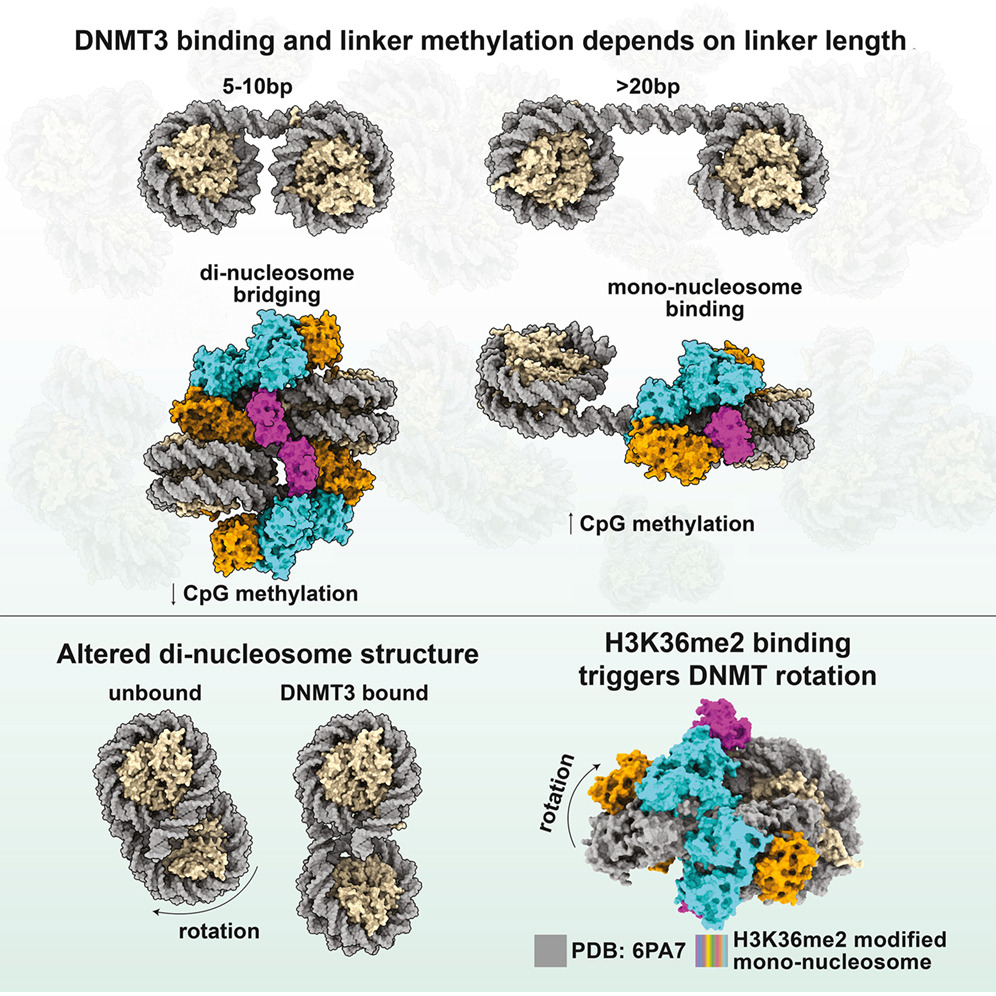 EpigenomeTech's tweet photo. Epigenetics Update - Nucleosome spacing regulates linker methylation by DNMT3A2/3B3 https://t.co/FlKZiNCcXM
Evan J. Worden (Van Andel Institute) reporting in Mol Cell
#Epigenetics #DNAm #DNMTs
---
Gain deeper insights into gene regulation; https://t.co/WmSYDGWPJD https://t.co/O8ly9zf4Zg