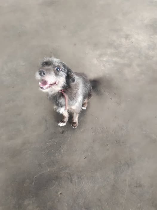 Hermoso y dócil macho de aproximadamente 7 u 8 años buscando hogar dónde lo llenen de amor, cuidados y protección.
Ubicado en Montecristo cerca de la bomba PDV
Informan: 04143144534📷
Finita