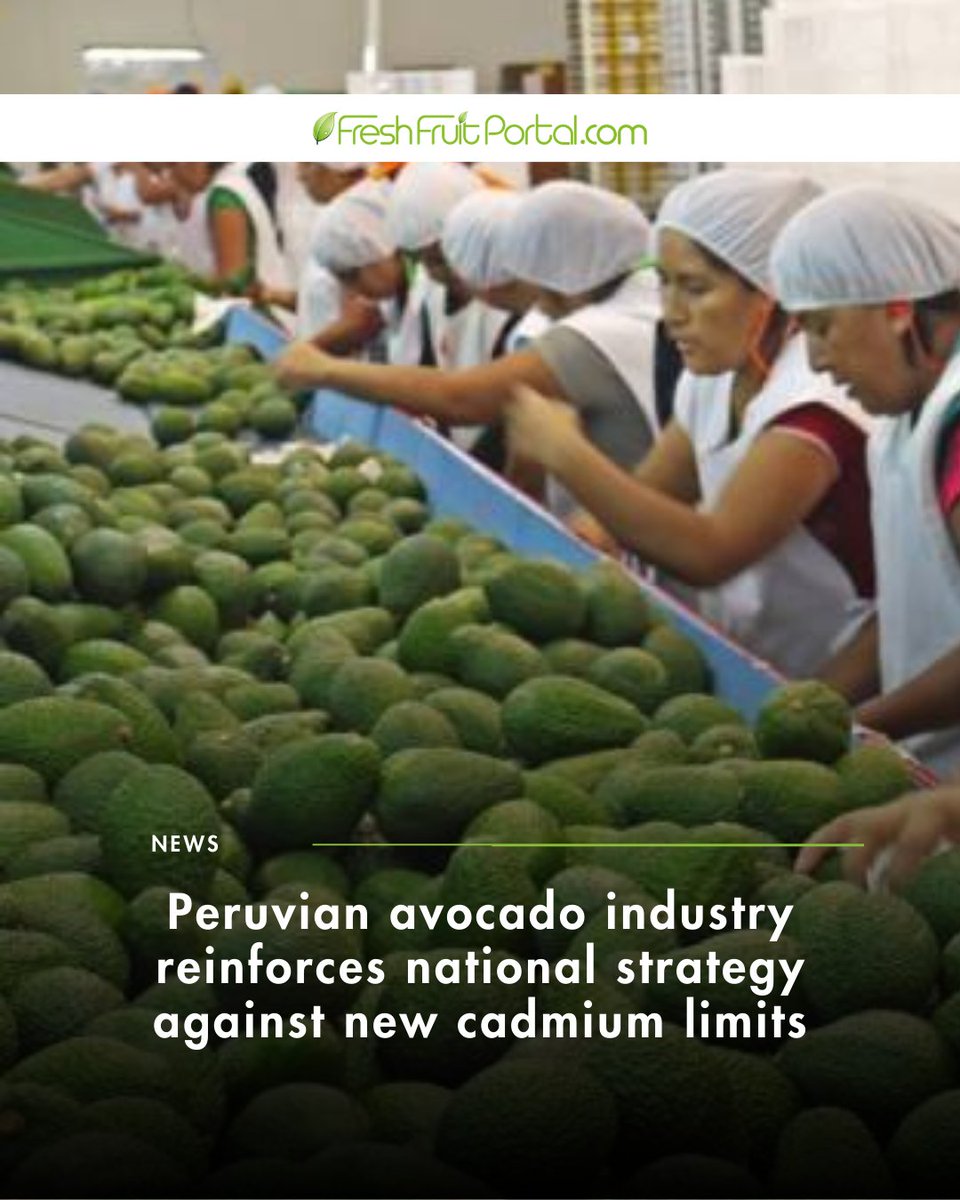FruitPortal's tweet image. 🥑Peruvian #avocado industry reinforces national strategy against new cadmium limits.

#Peru is the world's second-largest exporter of #Hass avocado. With 62 percent of its shipments destined for the European market.

🌐freshfruitportal.com/news/2026/02/2…